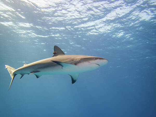 Shark Poster featuring the photograph Caribbean Reef Shark in the blue by Brian Weber