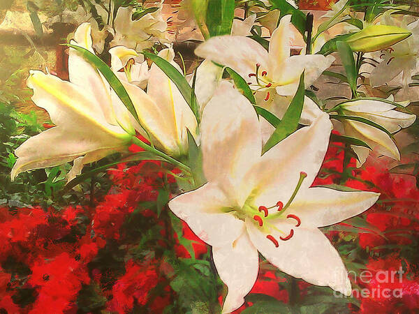 Casa Blanca Lilies Poster featuring the photograph Casa Blanca Lilies in Golden Light by Sea Change Vibes