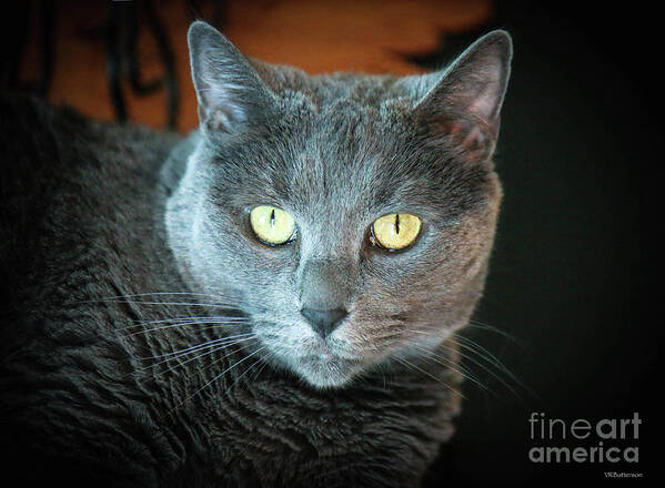 Cat Poster featuring the photograph Cat Eyes by Veronica Batterson