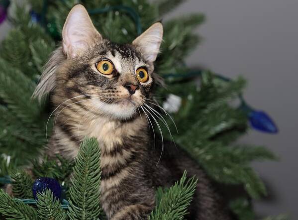 Maine Coon Poster featuring the photograph Cat in a Christmas Tree by Mingming Jiang