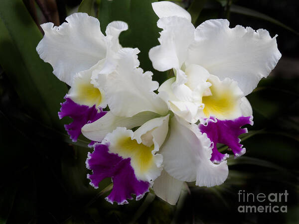 Cattleya Poster featuring the photograph Cattleya Orchid in White Yellow and Violet by L Bosco