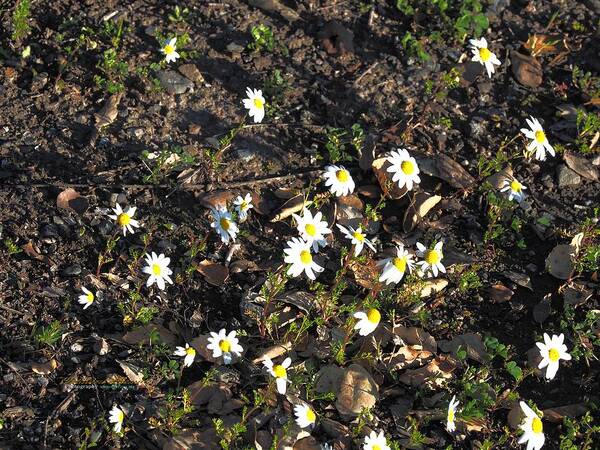 Photo Art Poster featuring the photograph Chamomile Group Social by Richard Thomas