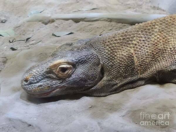 Komodo Poster featuring the photograph Chilling with a Komodo Dragon by Elena Pratt