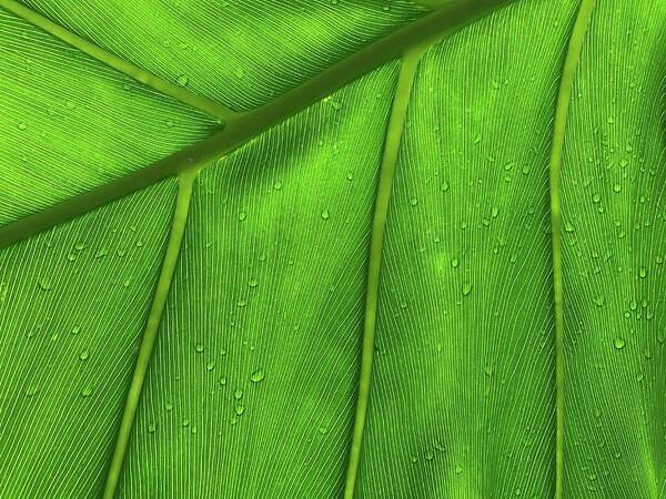 Texture Backgrounds Poster featuring the photograph Close up of the palm tree leaf with water drops on it - green leaf - Ulitsa Professora Popova, 2?, Sankt-Peterburg, Russia, 197022 by Julien