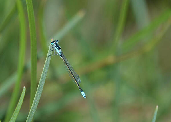 Animals Poster featuring the photograph Common Bluetail Damselfly by Maryse Jansen