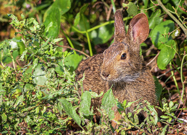 Rabbit Poster featuring the photograph Cottontail Rabbit at Fort Macon State Park by Bob Decker