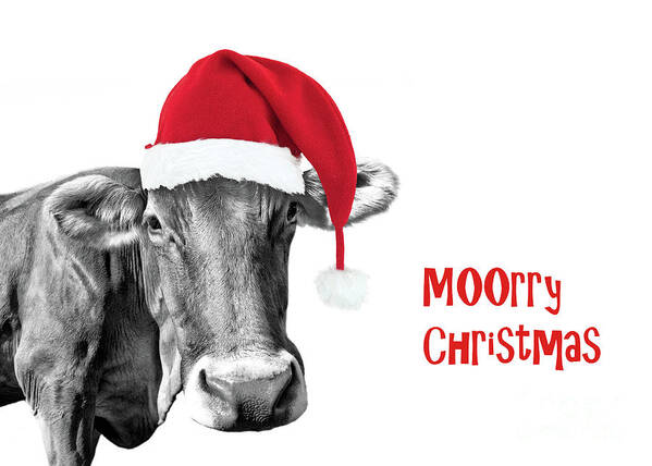 Merry Christmas Poster featuring the photograph Cow Christmas card by Delphimages Photo Creations