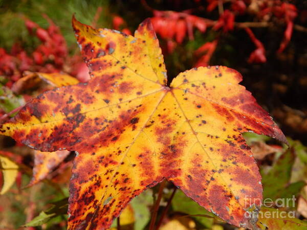 Leaf Poster featuring the photograph Crimson Gold by Chris Tarpening