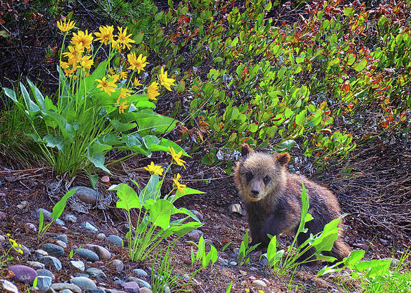 Grizzly Cub Poster featuring the photograph Cutie Pie Cub by Greg Norrell