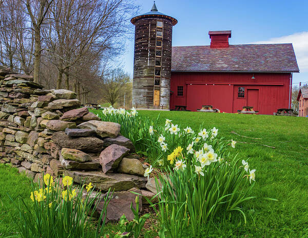 Farm Poster featuring the photograph daffodils springtime on Vermont farm by Ann Moore