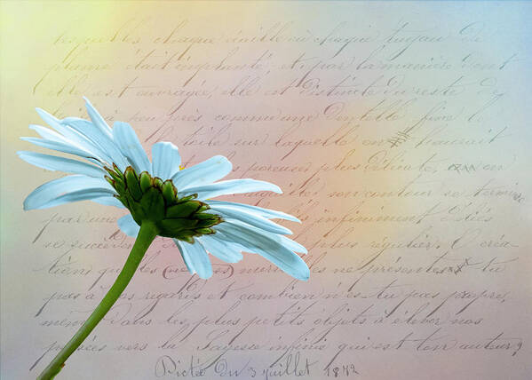 Flower Poster featuring the photograph Daisy by Cathy Kovarik