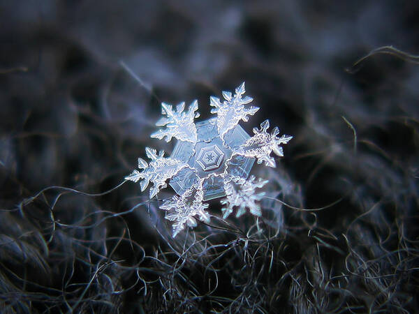 Snowflake Poster featuring the photograph Dark side by Alexey Kljatov