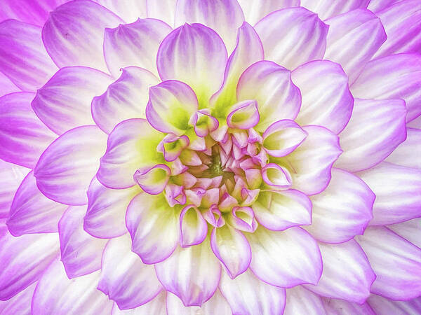 Dahlia Poster featuring the photograph Delicate Dahlia Petals by Kevin Lane