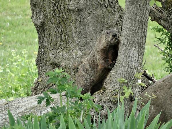 Groundhog Poster featuring the photograph Did You Think I Was Part Of This Tree? by Susan Sam