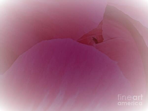Peony Poster featuring the photograph Dimday Blush by Tiesa Wesen