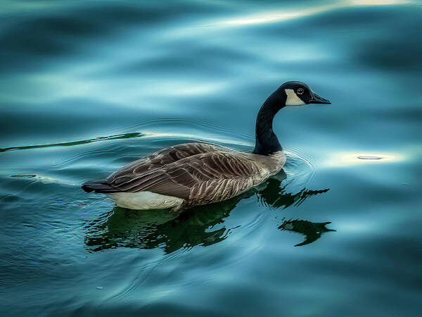 Vivid Poster featuring the photograph Dodge and Burn Goose by Rob Green