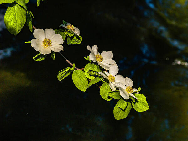 Yosemite Poster featuring the photograph Dogwood On The River by Bill Gallagher