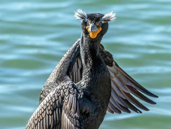 Double-crested Cormorant Poster featuring the photograph Double-crested Cormorant 8677-022122-2 by Tam Ryan