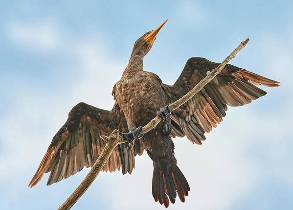 Cormorant Poster featuring the photograph Double-crested cormorant by Jim Hughes