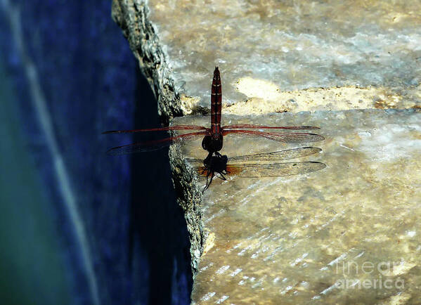 Poolside Poster featuring the photograph Dragonfly-Poolside-Limassol-Cyprus by Pics By Tony