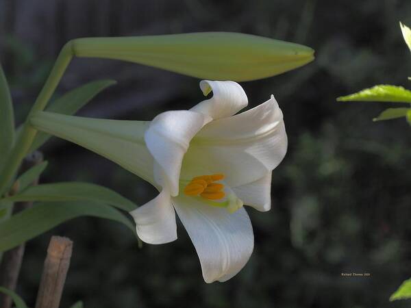 Botanical Poster featuring the photograph Easter Lily Late Bloom by Richard Thomas
