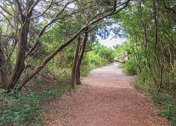 Elliot Coues Poster featuring the photograph Elliot Coues Trail Fort Macon State Park by Bob Decker