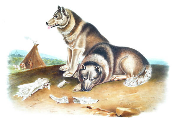 Drawing Poster featuring the drawing Esquimaux Dog by John Woodhouse Audubon