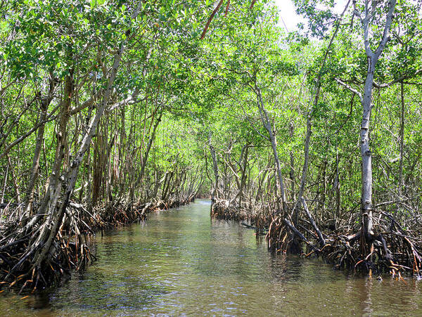 Florida Poster featuring the photograph Everglades I by Alison Belsan Horton