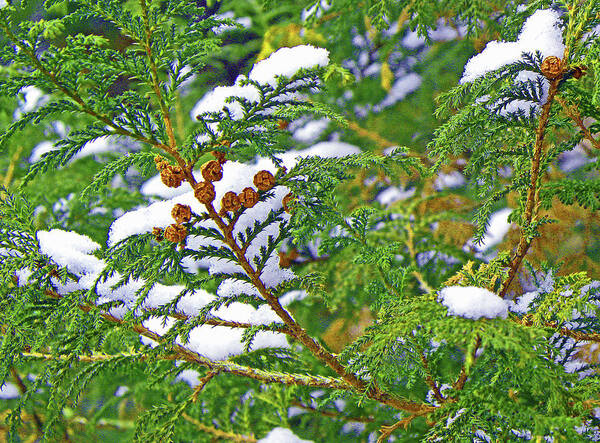 Evergreen Poster featuring the photograph Evergreen Promise by Sandra Ford