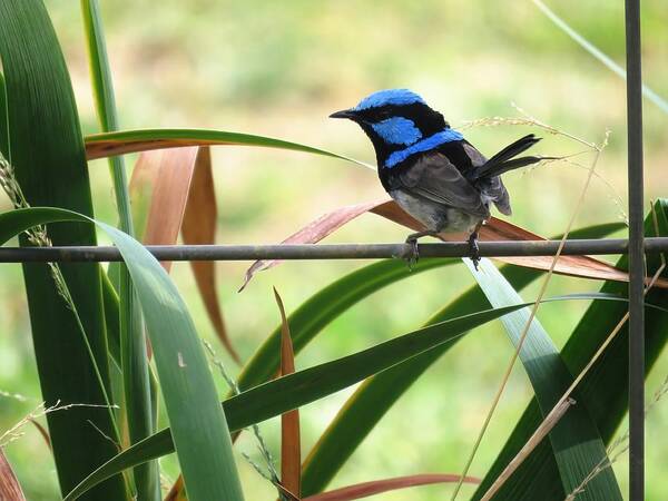 Portrait Poster featuring the photograph Fairy-wren 1 by Joan Stratton
