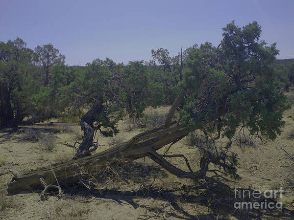 Soldiers Poster featuring the photograph Fallen Soldier by Doug Miller