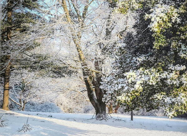 Winter Poster featuring the photograph February Chill by Susan Hope Finley