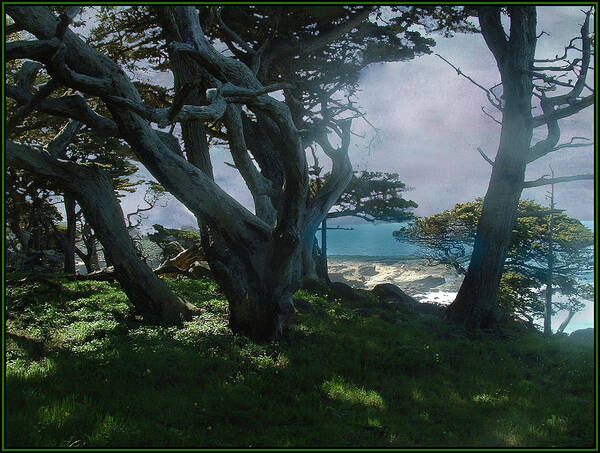 Cypress Poster featuring the photograph Fog Intrusion Point Lobos by Wayne King