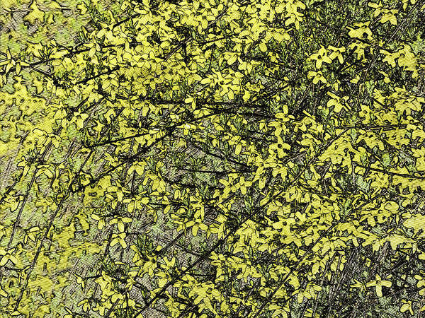 Spring Poster featuring the photograph Forsythia - Waiting On Spring by Leslie Montgomery