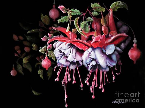 Fuchsia Poster featuring the painting Fuchsia by Jeanette Ferguson