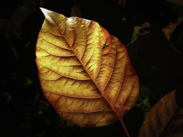 Autumn Poster featuring the photograph Glowing Leaf by Steven Nelson
