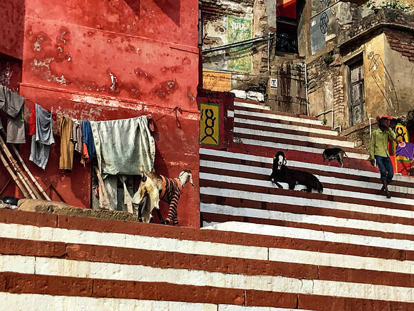 Goat Poster featuring the photograph Goats in Varanasi India 01 by Christine Ley