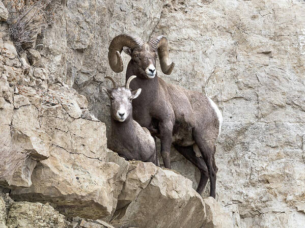 Bighorn Sheep Poster featuring the photograph Cliff Notes #1 by Scott Warner