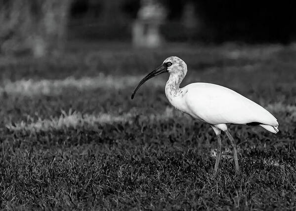 White Ibis Poster featuring the photograph Grayscale Ibis by Mireyah Wolfe