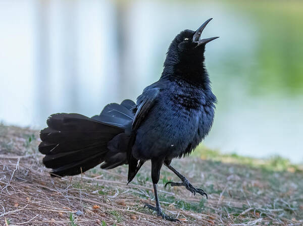 Great-tailed Grackle Poster featuring the photograph Great-tailed Grackle 2703-033122-2 by Tam Ryan