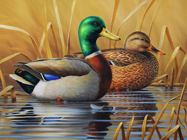 Mallards Poster featuring the painting Green and Gold by Guy Crittenden