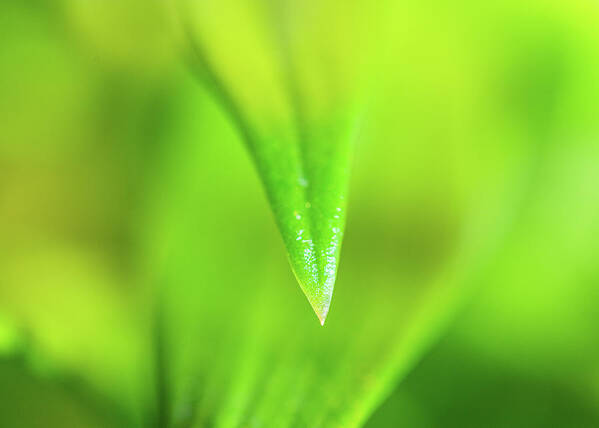 Green Poster featuring the photograph Green Leaf Macro by Amelia Pearn
