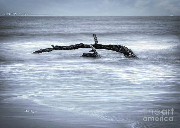Nature Poster featuring the photograph Harmonious Driftwood II by DB Hayes