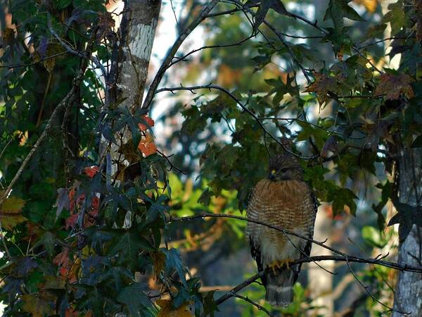 Red Shouldered Hawk Poster featuring the photograph Hawk by Carl Moore