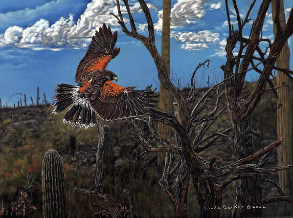 Harris Hawk Poster featuring the painting Home to the Harris Hawk by Linda Becker