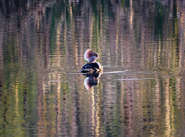 Harle Couronné Poster featuring the photograph Hooded Merganser At The Golden Hour by Carl Marceau