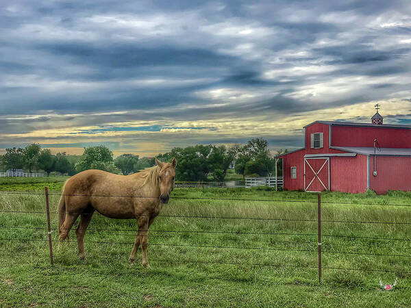 Country Poster featuring the photograph Horse and Barn by Pam Rendall