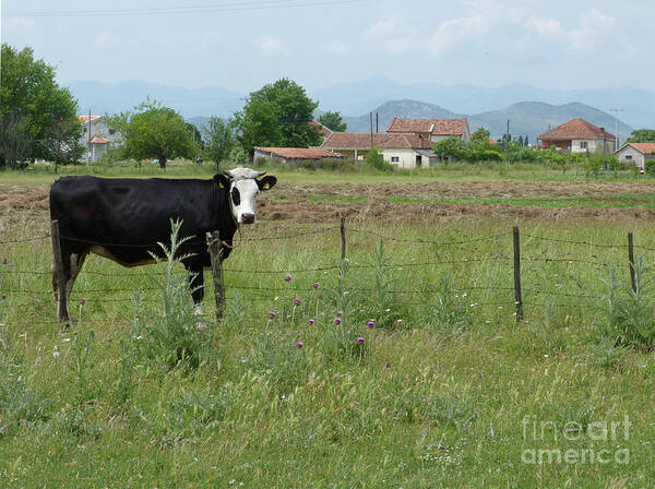 House Cow Poster featuring the photograph Cow and Village - Montenegro by Phil Banks