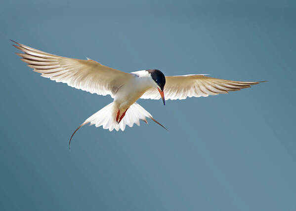 Terns Poster featuring the photograph Hovering Tern by Judi Dressler