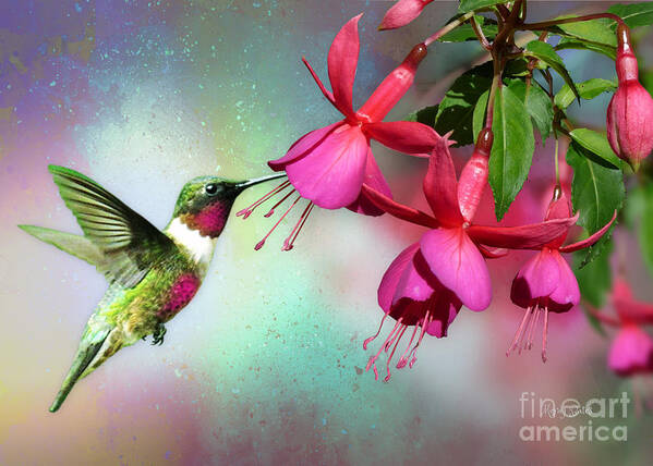 Hummingbird Poster featuring the mixed media Hummingbird on Fuchsia by Morag Bates